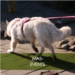 imas events